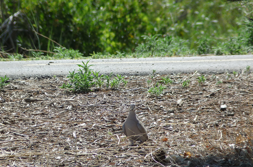 Eurasian Collared Dove